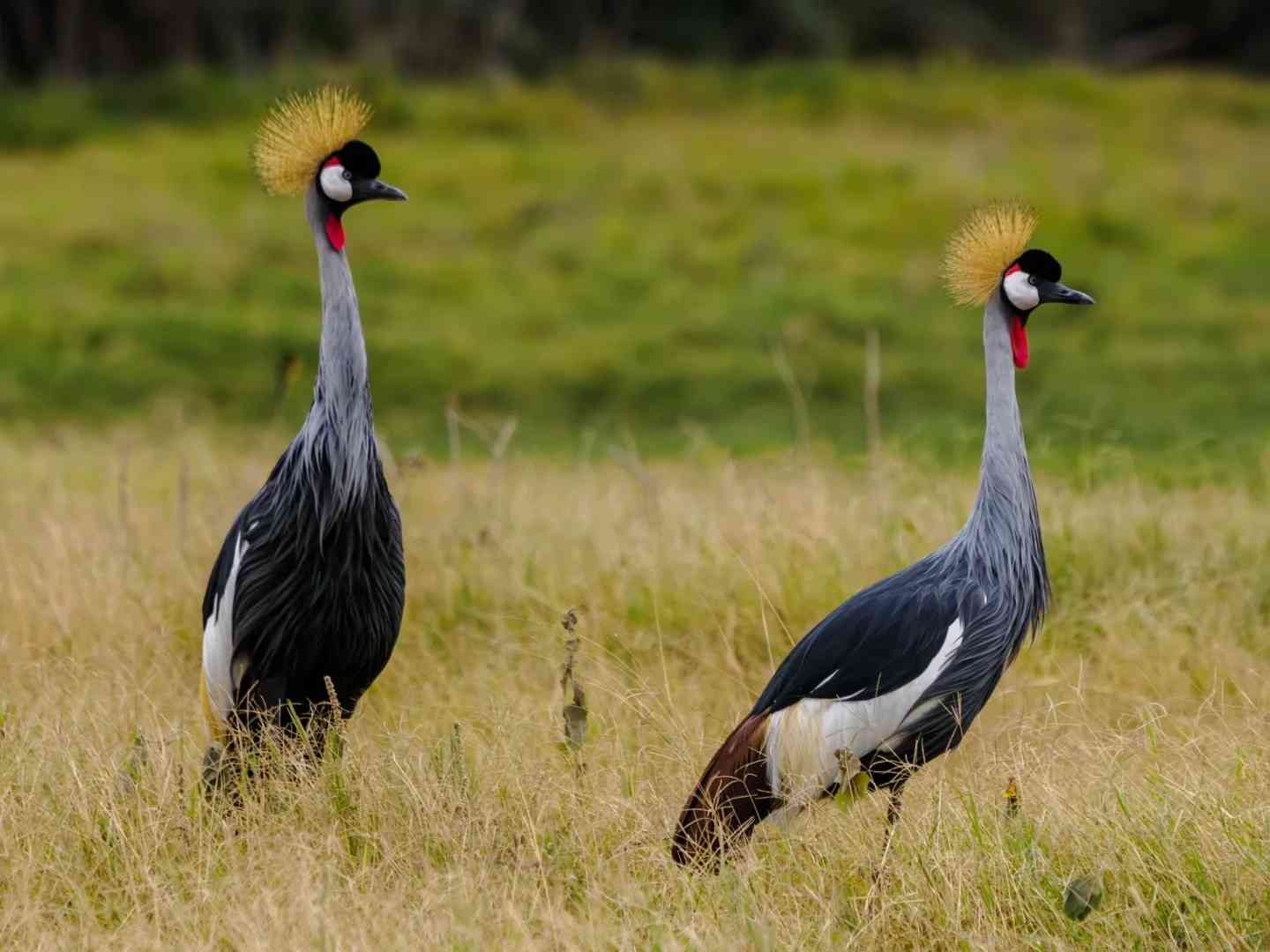 Explore Amboseli National Park: Best Safari Adventures & Wildlife Viewing