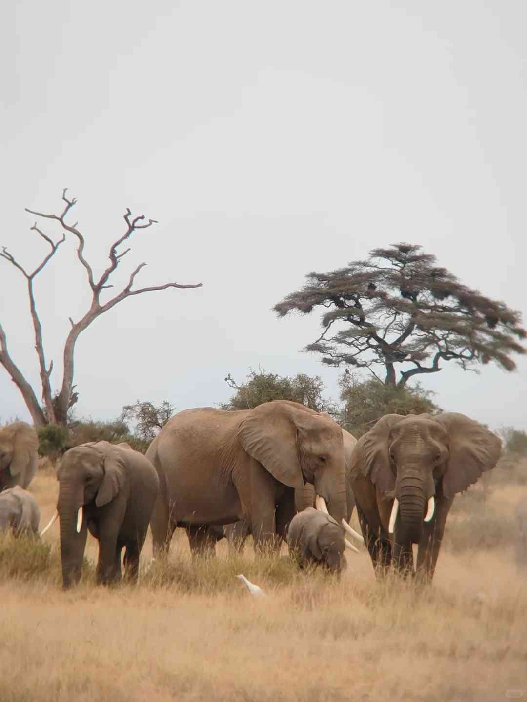 Explore Amboseli National Park: Kenya's Best Wildlife Safari Destination 🇰🇪