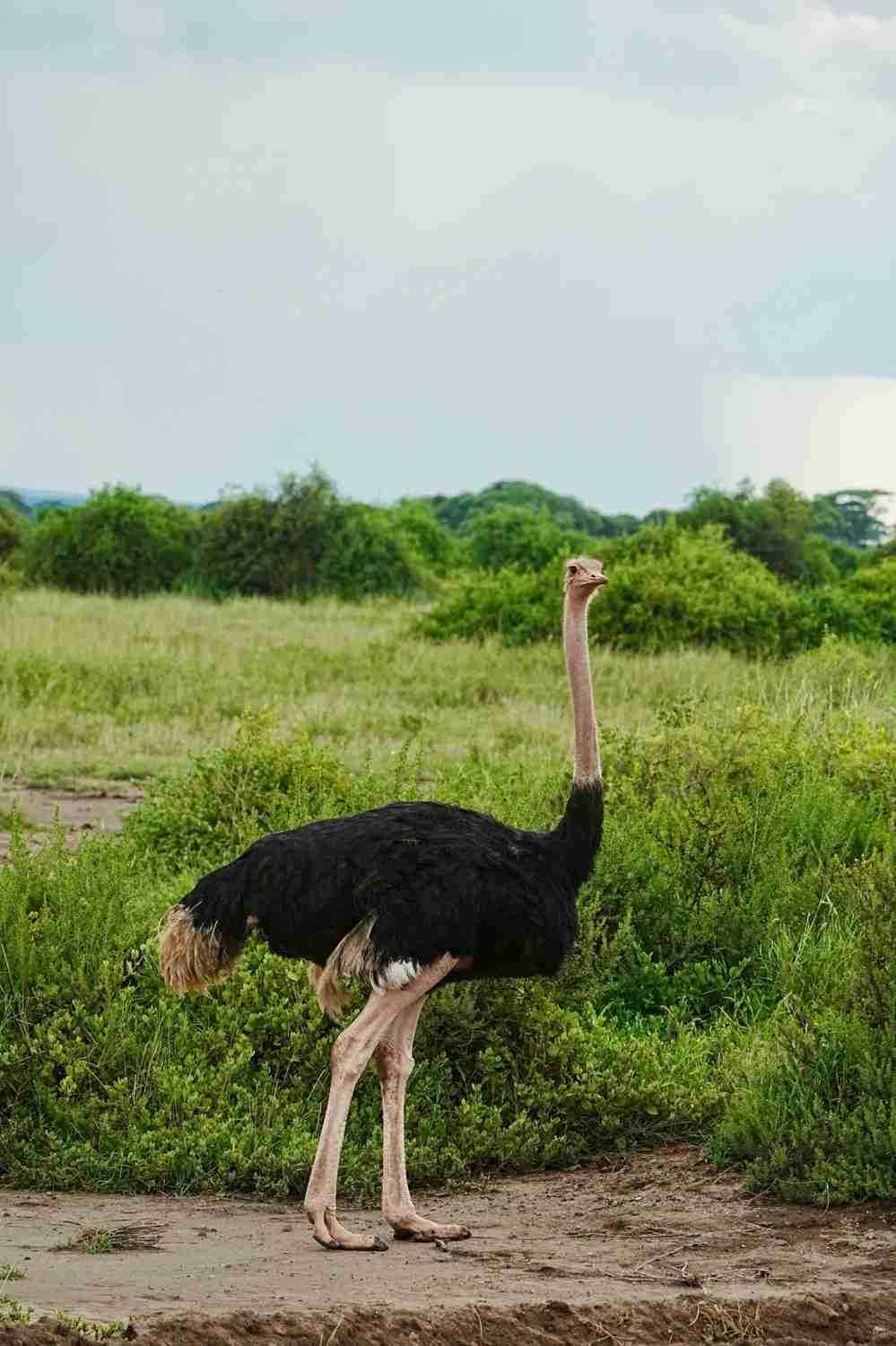 Explore Amboseli National Park: Ultimate Kenya Safari Experience 🇰🇪 Day 1