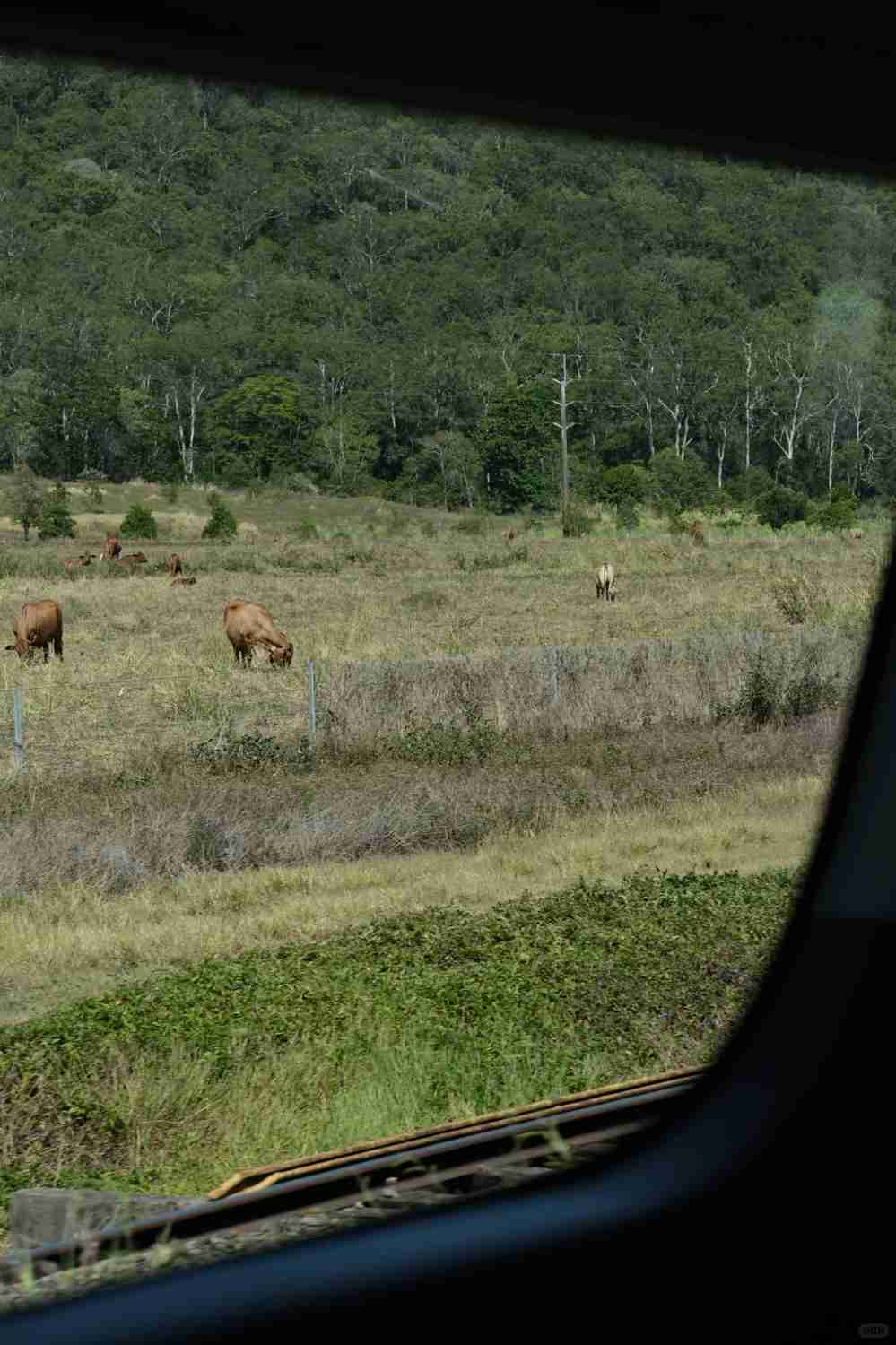 Explore Cairns’ Hidden Gems: Beyond Kuranda Rainforest Tours 🌴🇦🇺