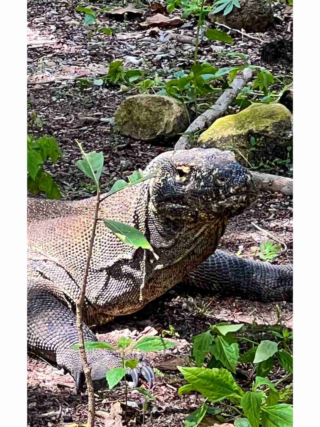 Explore a Ilha de Komodo, Indonésia: Lar dos Lagartos Gigantes e Maravilhas do Patrimônio da UNESCO