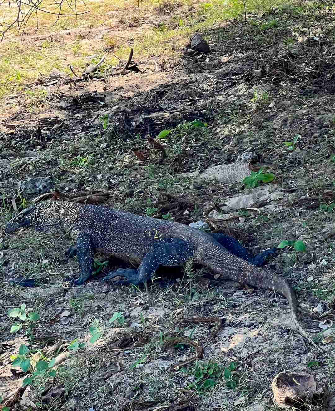 Explore a Ilha de Komodo, Indonésia: Lar dos Lagartos Gigantes e Maravilhas do Patrimônio da UNESCO