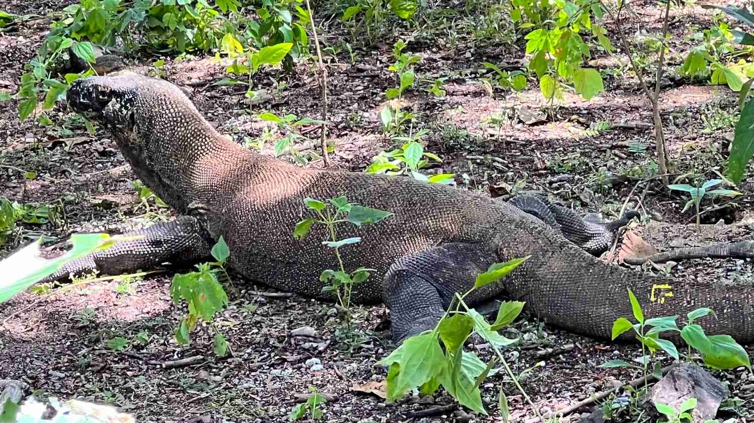 Explore a Ilha de Komodo, Indonésia: Lar dos Lagartos Gigantes e Maravilhas do Patrimônio da UNESCO