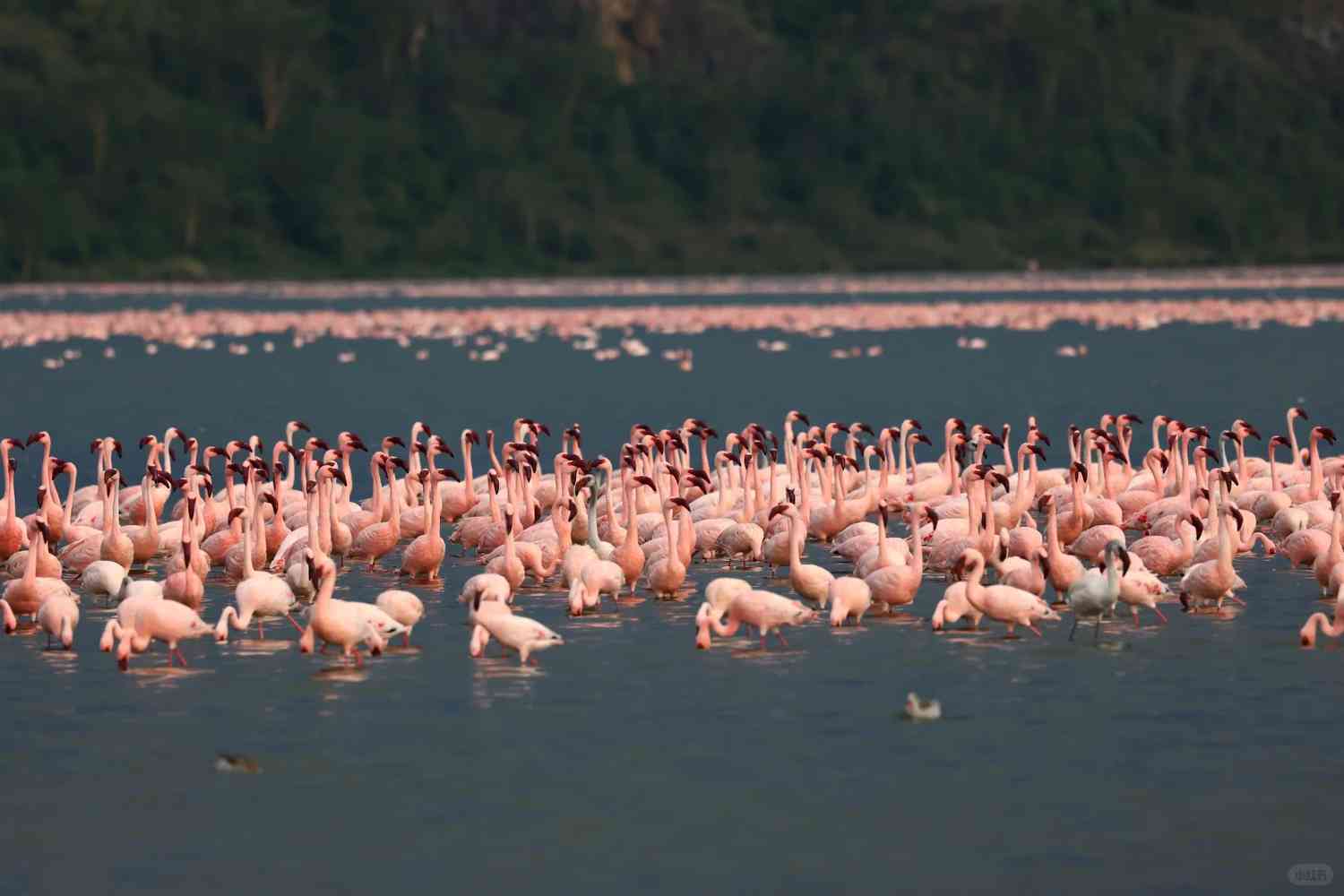 Explore Lake Elementaita & Nakuru: Best Spots for Flamingo Watching in Kenya