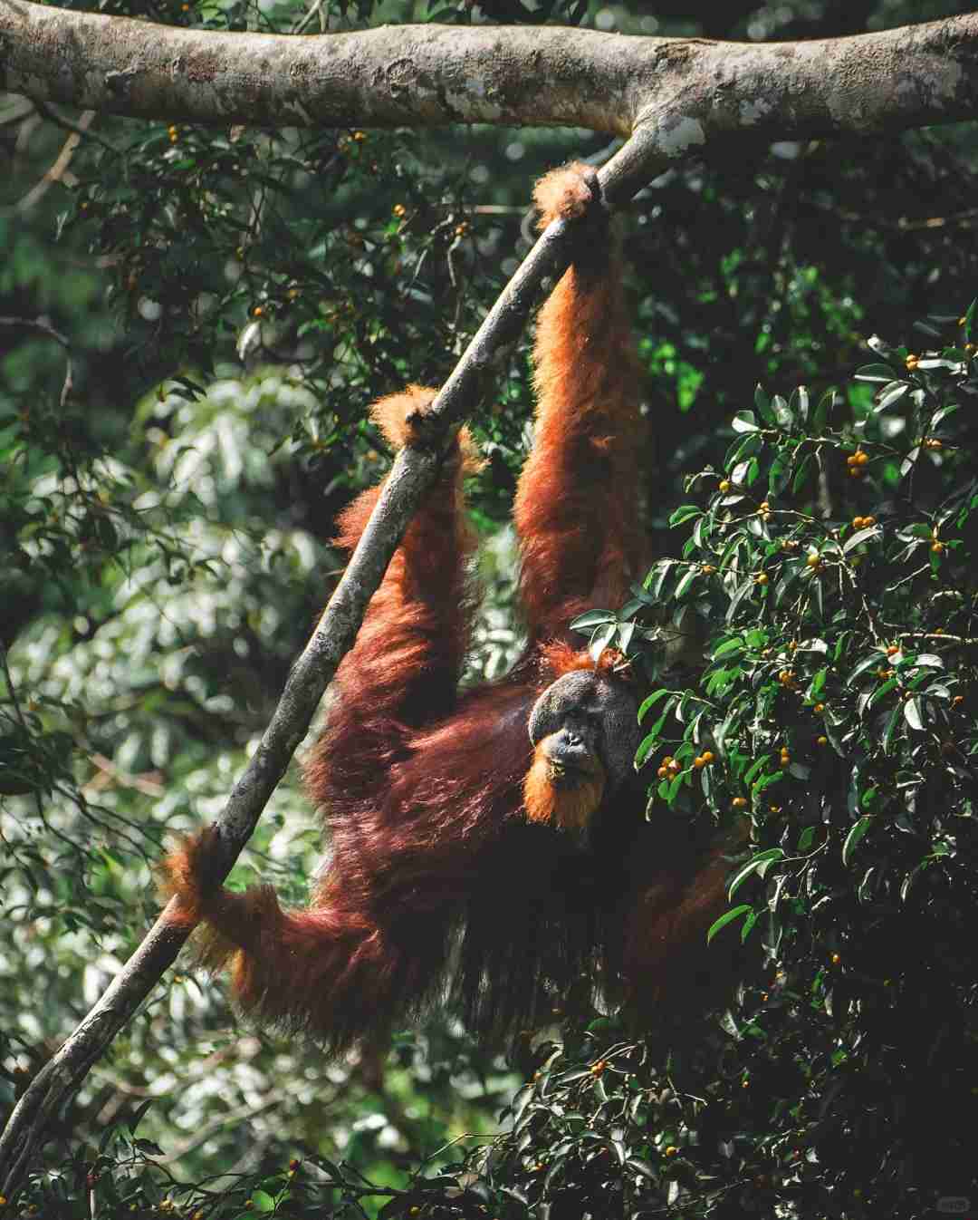 Explore Lese Volcano National Park: Ultimate Rainforest Hiking Adventure