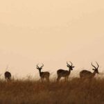 Explore Maasai Mara: Discover East African Grasslands Wildlife and Culture