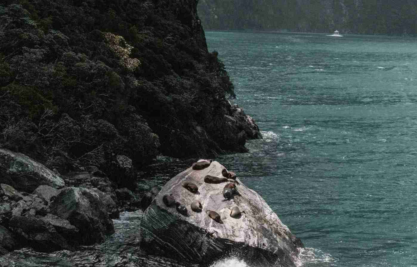 Explore Milford Sound: Day Tour Departing from Te Anau Experience