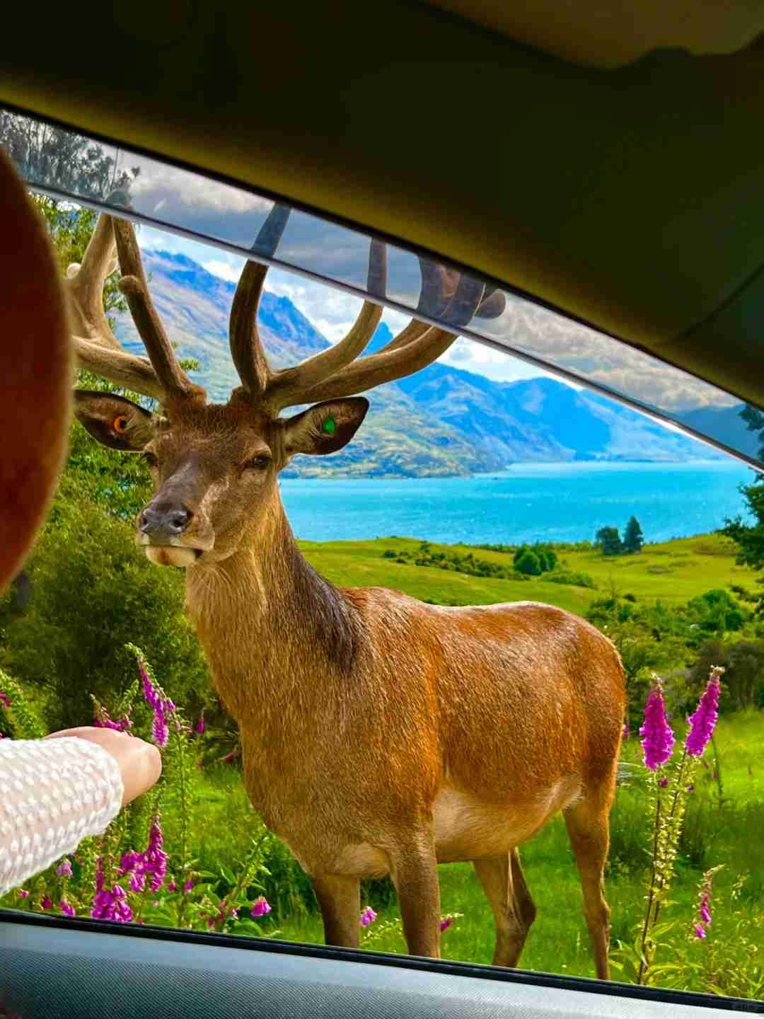 Explore New Zealand's Natural Wonders: Breathe Fresh Oxygen in Open-Air Adventures 🌳🦌🌈