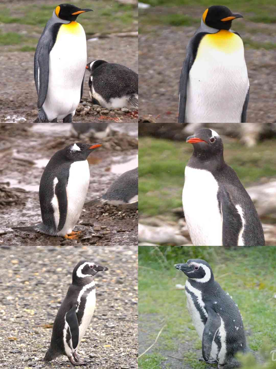 Explorer l'île des manchots 🐧: La meilleure excursion d'une demi-journée à Ushuaia 🇦🇷