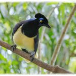 Explore the Breathtaking Beauty: Iguazu Falls Tour Experience Guide