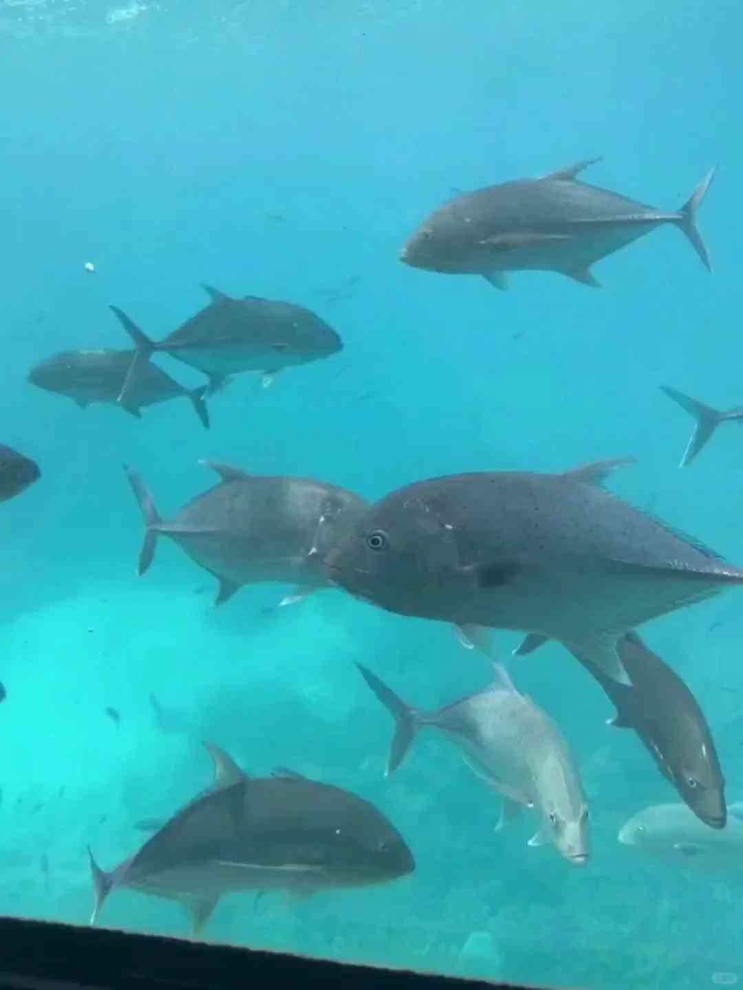 Explore the Great Barrier Reef: Best Cairns Hotels with Discounted Rates from April to August