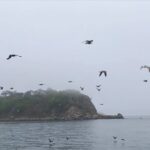 Exploring North Korea’s Rajin-Sonbong Pipa Island: A Hidden Gem Travel Guide 🇰🇵
