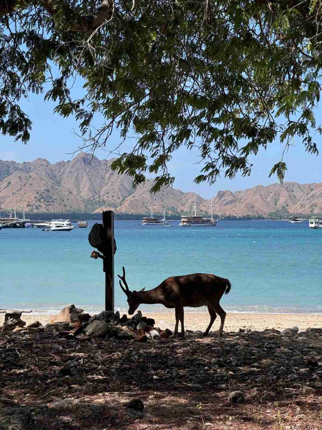 Finally Touched the Legendary Komodo Dragon: An Unforgettable Wildlife Encounter 😝