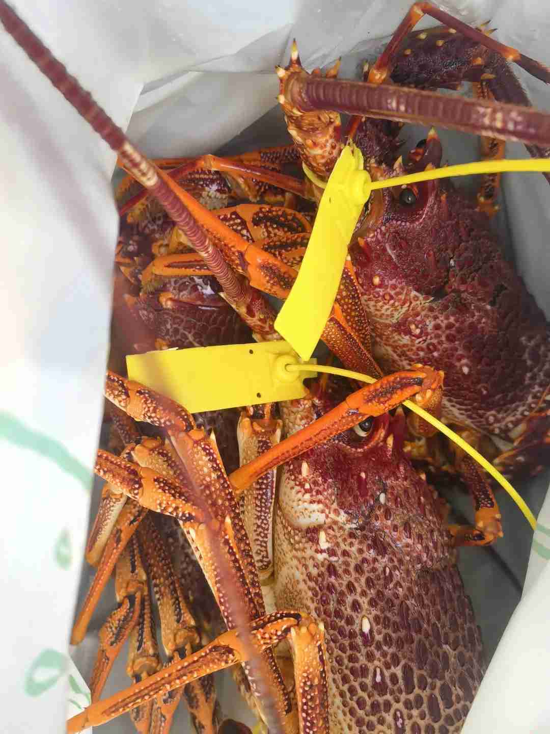 Endlich den berühmten frischen Hummer in Hobart für nur über 30$ probiert!