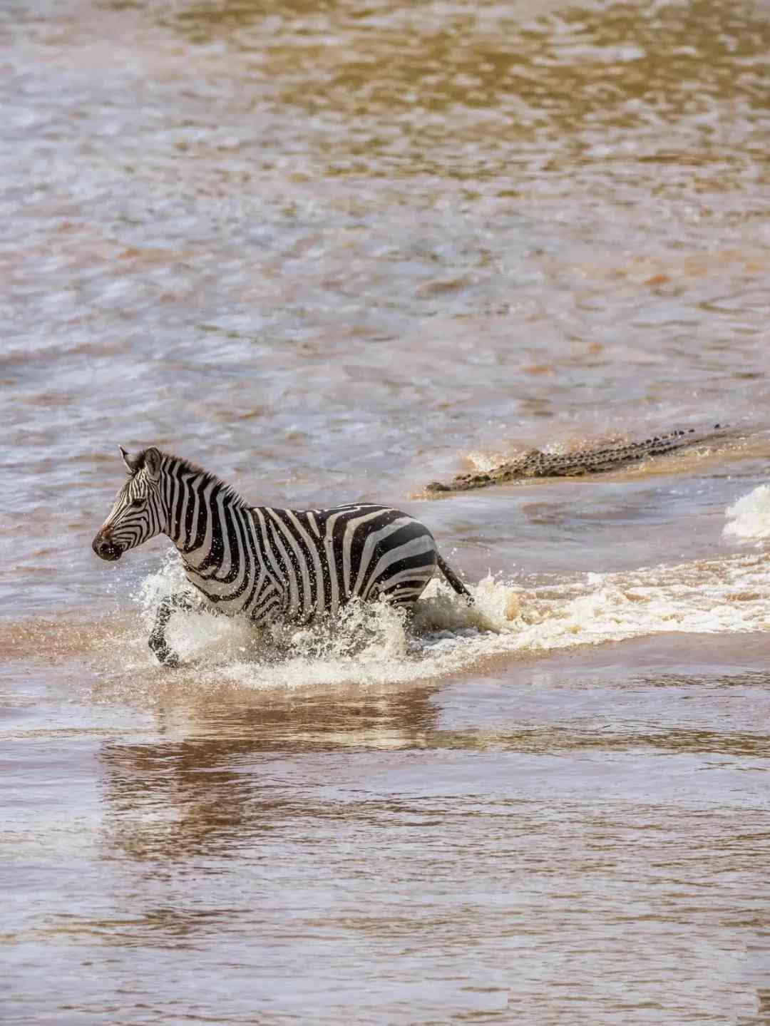 High-Energy Preview: Plan Your Kenya Peak Season Trip Now Before Rooms Vanish!