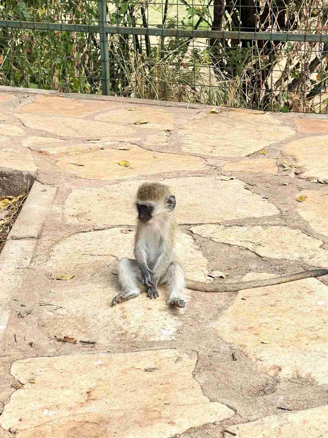 How to Plan a Budget-Friendly Safari in Tanzania for an Unforgettable Adventure