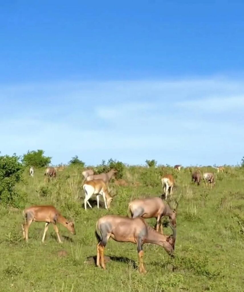 Kenya Has Returned: My Honest Feelings and Personal Journey
