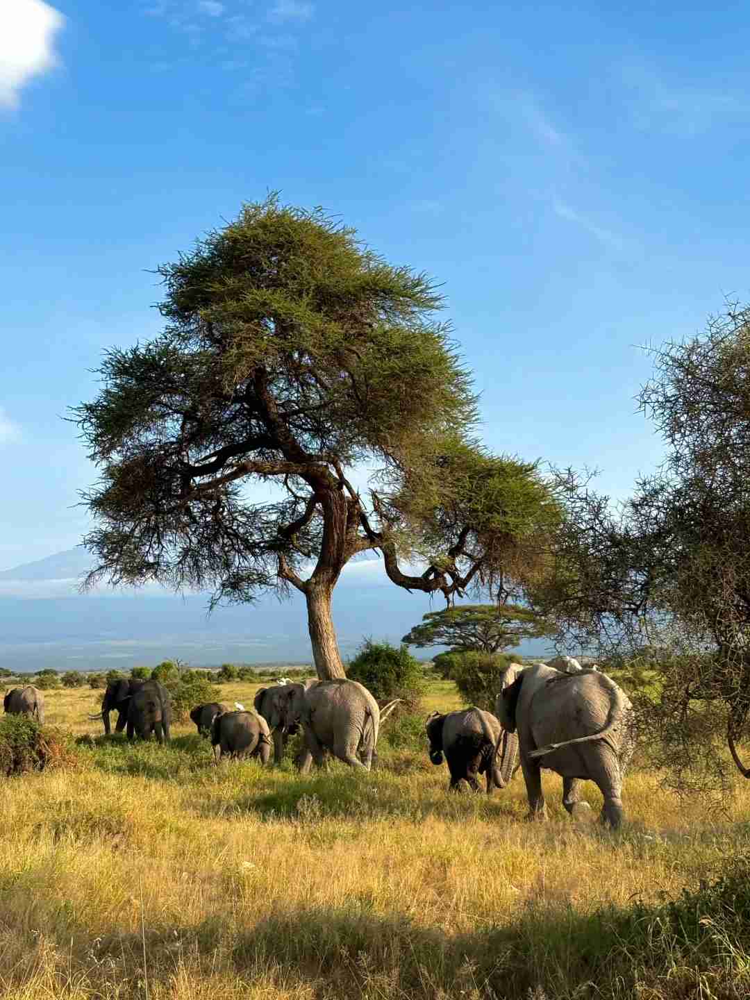 Kenya Live: Authentic Safari Experiences and Stories from a Local Tour Leader