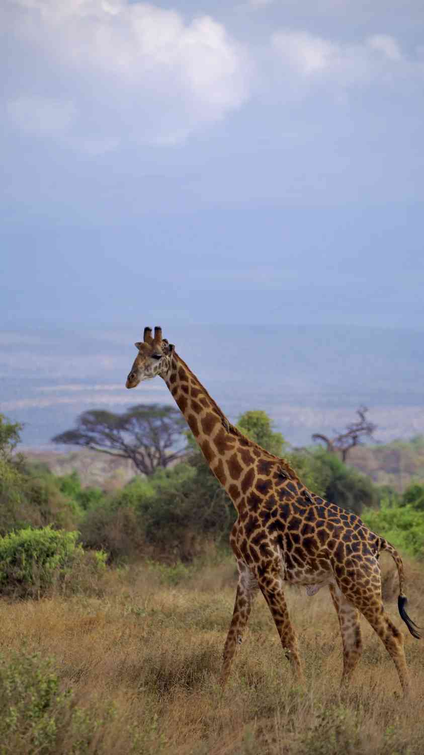 Kenya Safari Adventure: Day 1 in Amboseli with Kilimanjaro Views
