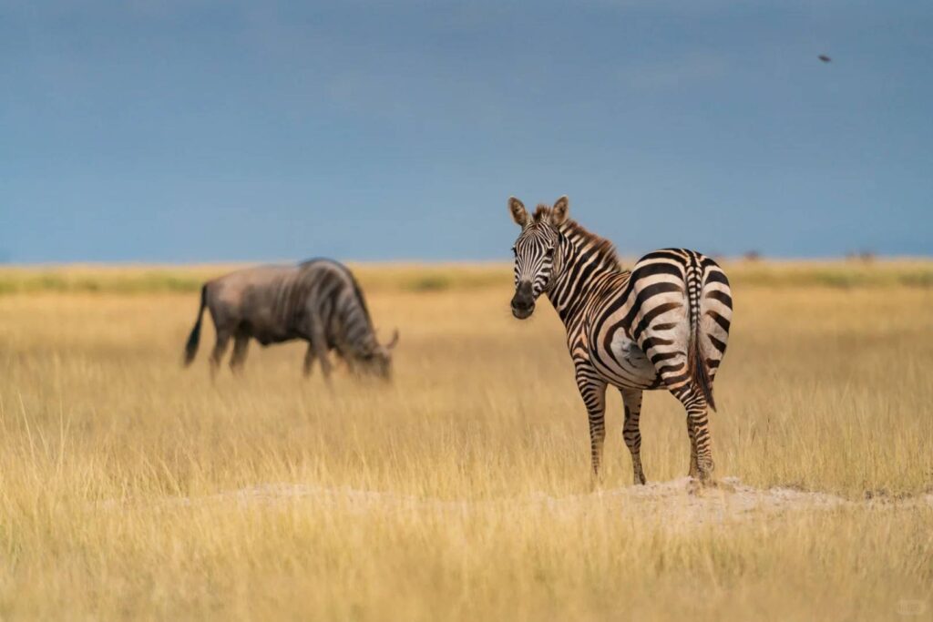 Kenya Travel Guide: Exploring the Vibrant Life & Stunning Colors of Mount Kilimanjaro
