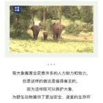 Kenya’s Elephant Relocation Success: 241024 Conservation Milestone & Wildlife Protection Story