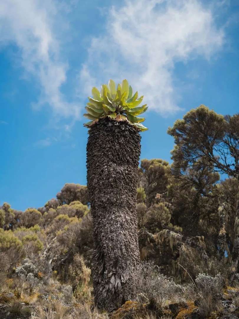 Kilimanjaro Summit Guide: How Ordinary People Can Conquer Africa's Snow-Capped Equatorial Peak