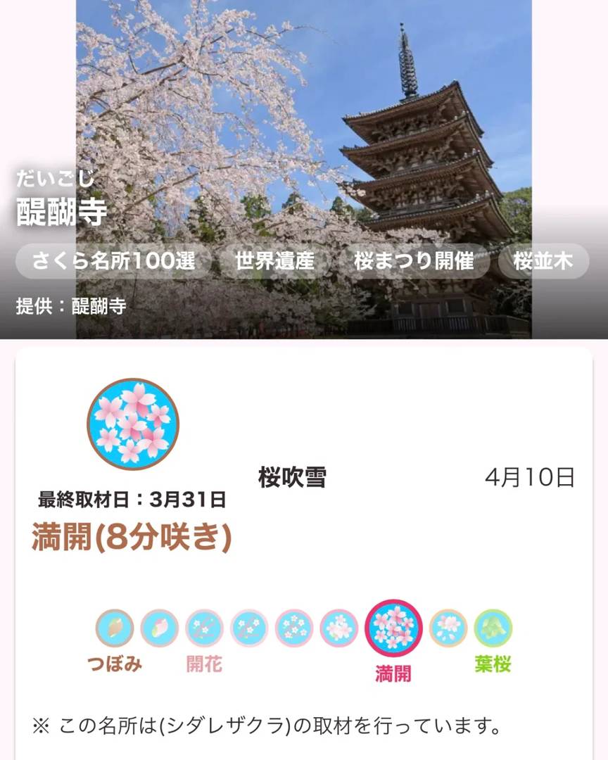 Kyoto Cherry Blossom Forecast: Best Viewing Spots & Bloom Dates (Updated 3/31)