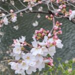Kyoto Fushimi Jikkokubune Canal Live Footage – Scenic Boat Tour Experience in Japan