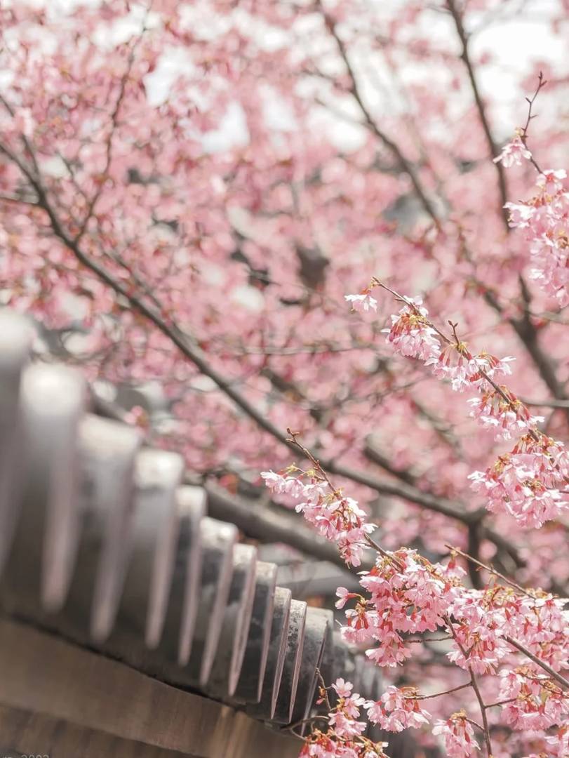 Kyoto Hidden Gem Hotel Guide: Exclusive 6:30 AM Walking Tour of Gion's Empty Streets