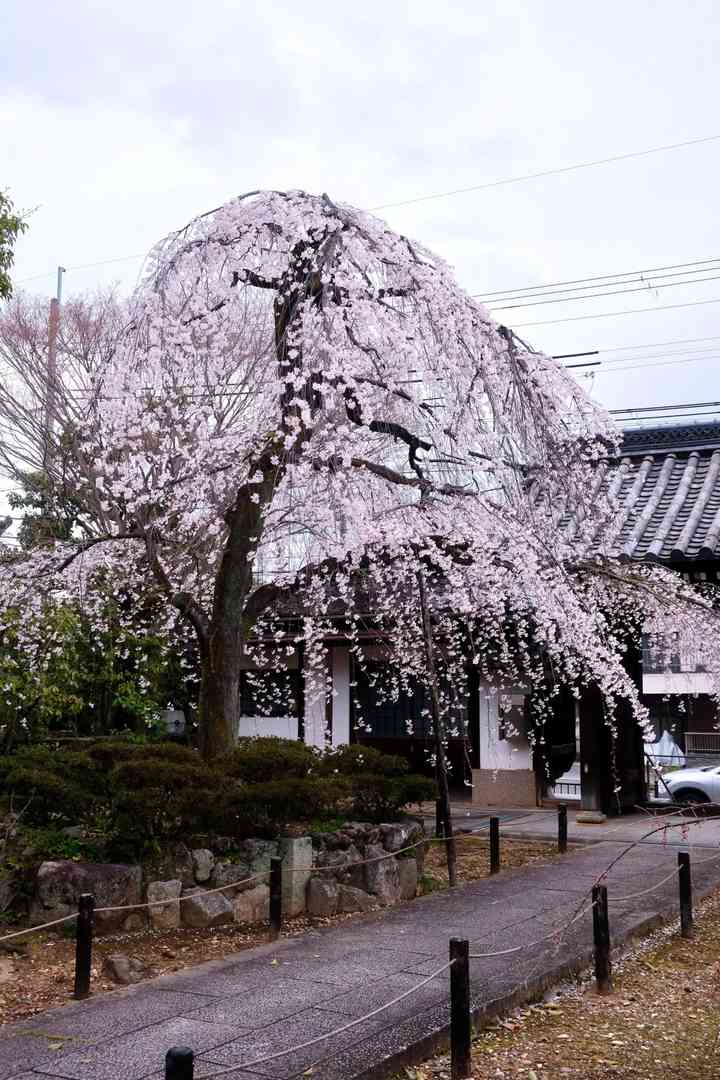 Kyoto Hidden Gems: 2 Secret Spots for Full-Bloom Weeping Cherry Trees Away from Crowds 🌸