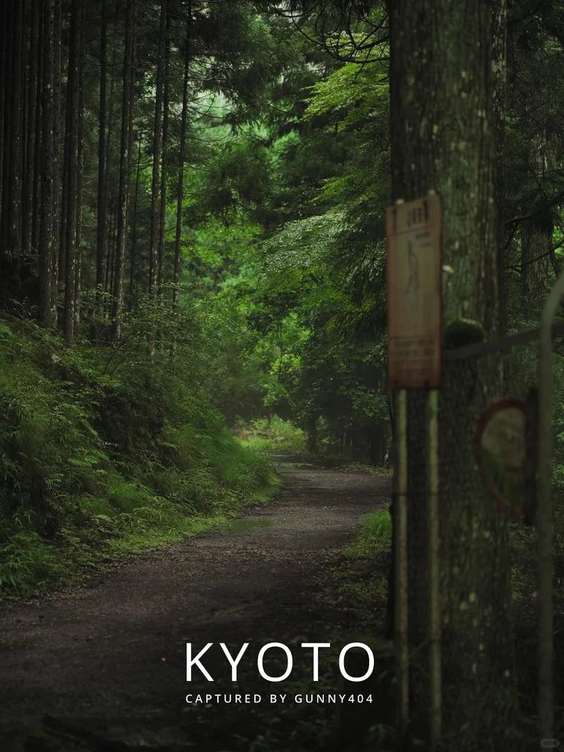 Kyoto Japan: Step Into Another World's Enchanting Forest | Live Virtual Tour