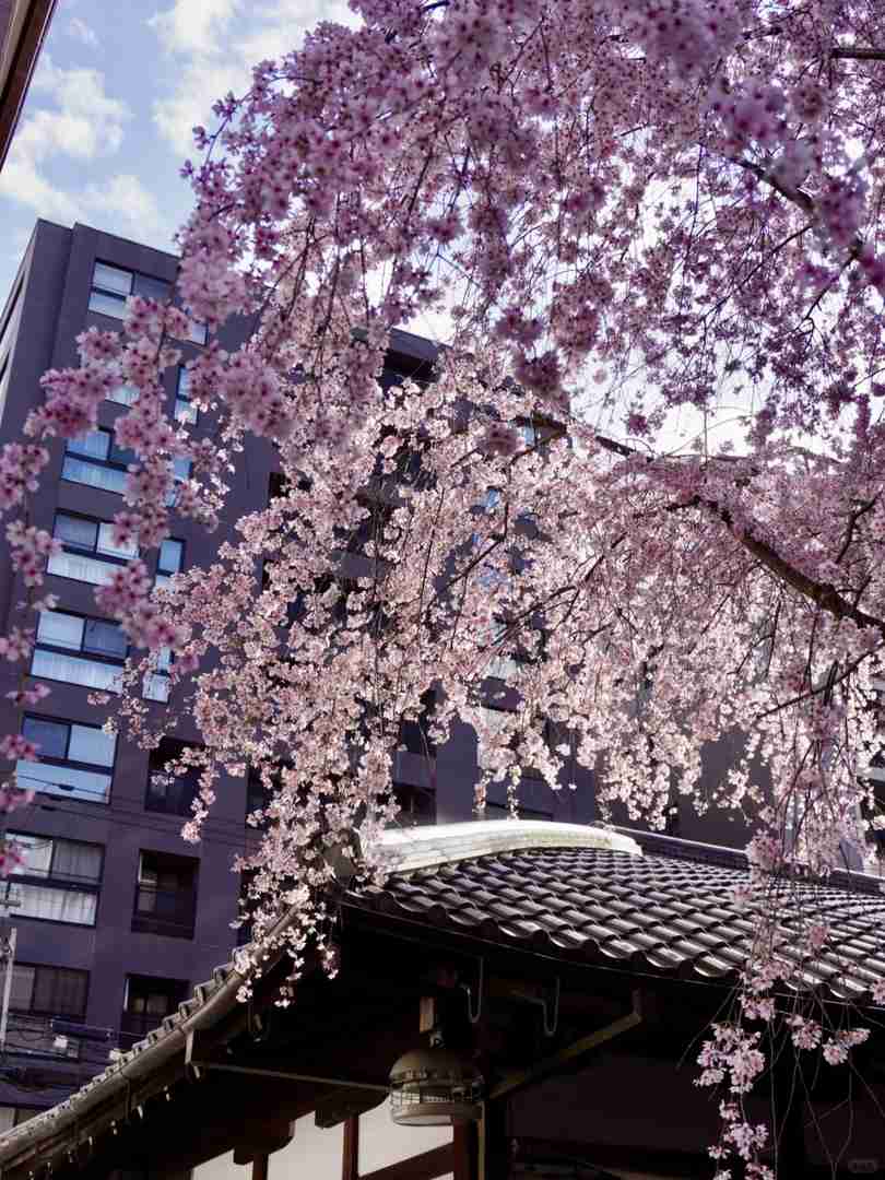 Kyoto Travel Guide: Essential Planning Tips to Avoid Fines & Enjoy a Stress-Free Trip
