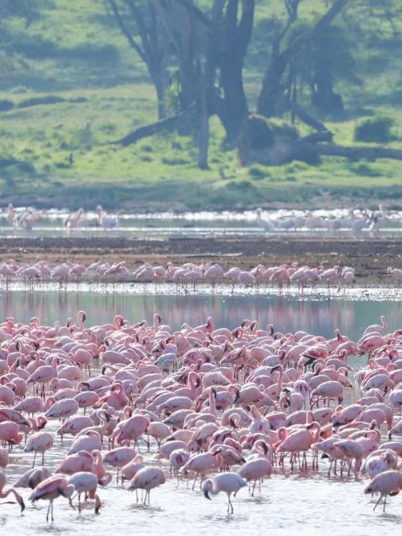 Lake Nakuru Flamingo Paradise: Best Time to Visit East Africa's Pink Wonder in Rift Valley