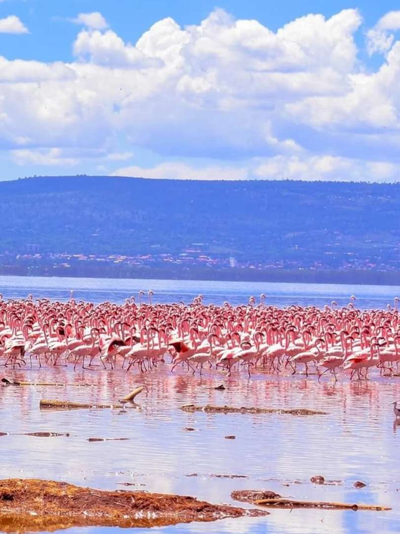 Lake Nakuru Flamingo Paradise: Best Time to Visit East Africa's Pink Wonder in Rift Valley