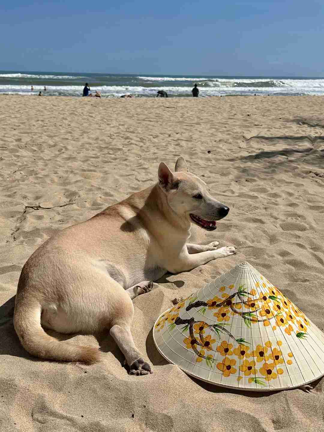 Live Update: My Khe Beach in Da Nang Weather and Crowd Conditions on February 1st