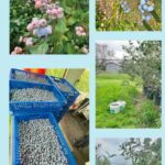Queensland Visa Worker Needed: Blueberry Picker Job Opening Available