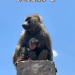 Save Big on Safari: How to Get Budget-Friendly Trips Under $1K with Expert Tips