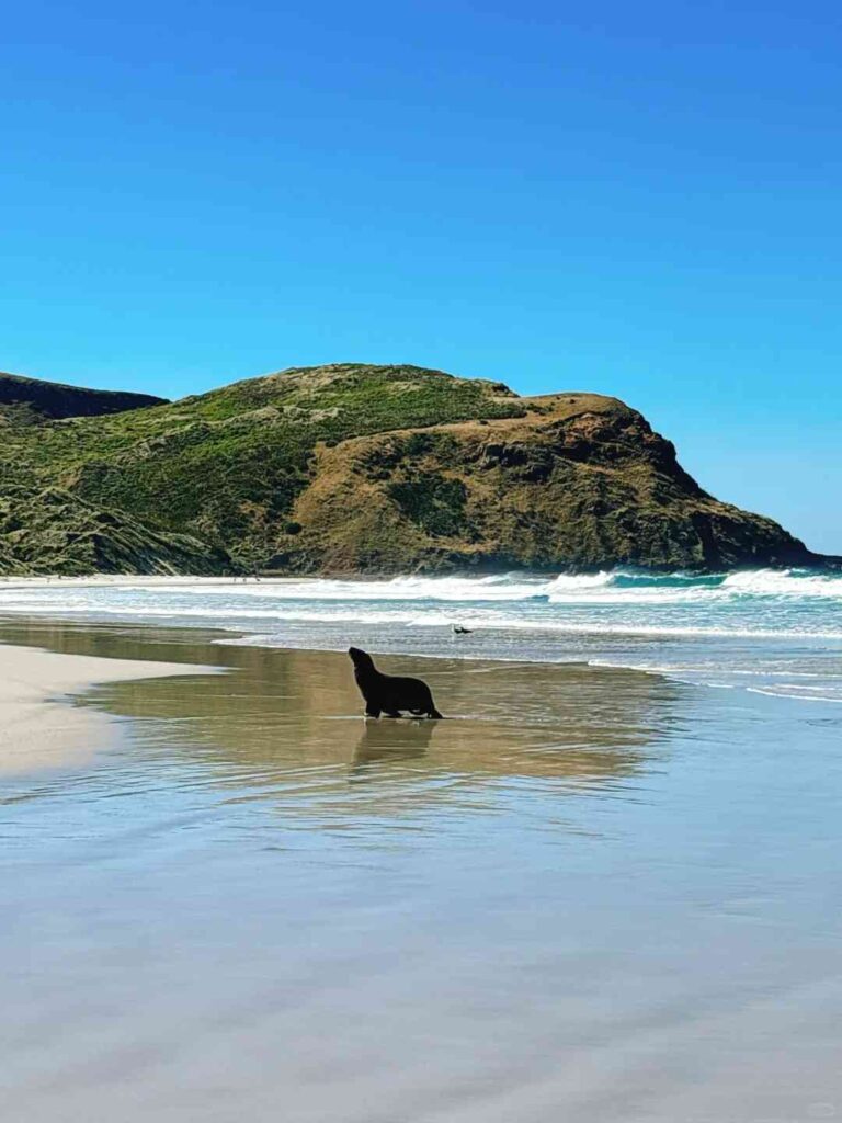 Journée 9 du road trip sur l'Île du Sud : de Dunedin à la spectaculaire côte d'Oamaru.