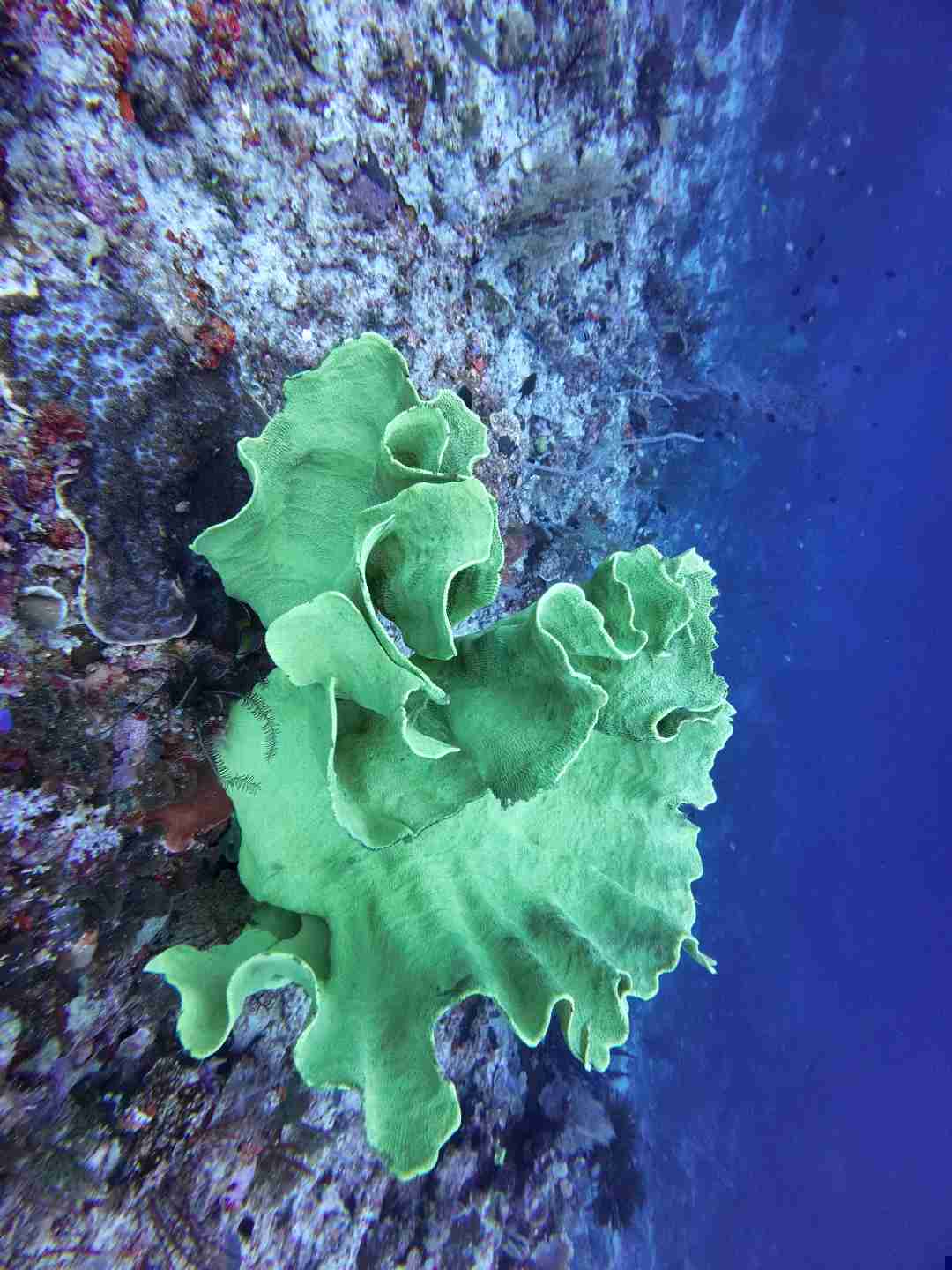 Spring Festival Raja Ampat Liveaboard: Ultimate Dive Trip Guide
