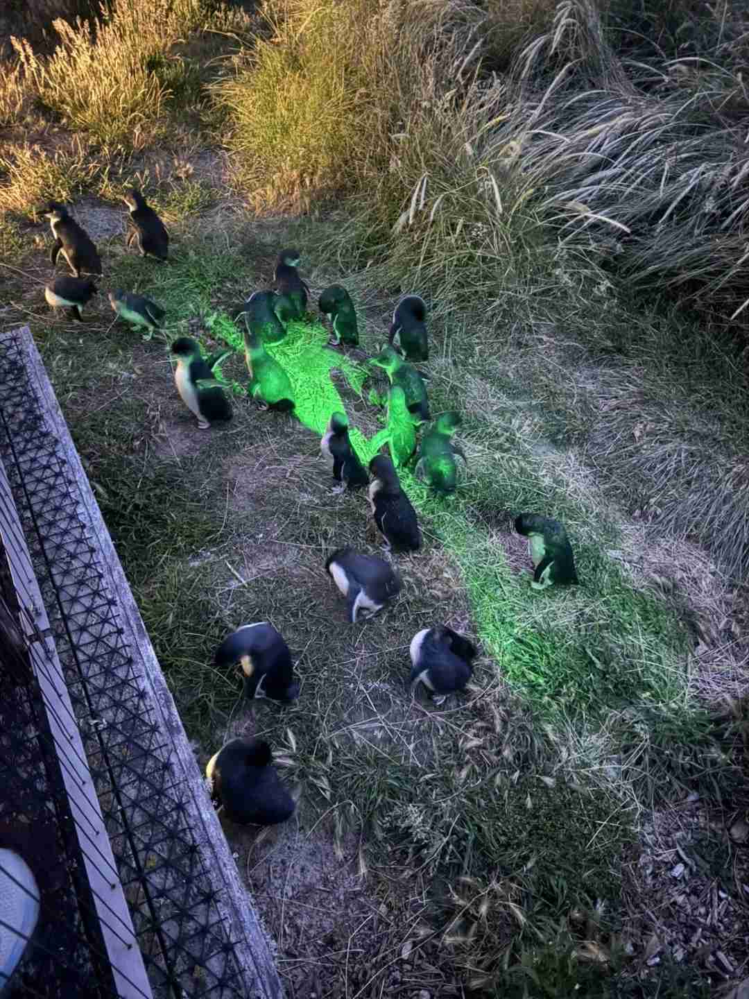 スーパーステューピングナイト：今夜は数百匹のコガタペンギンが帰宅するのを見届けよう！