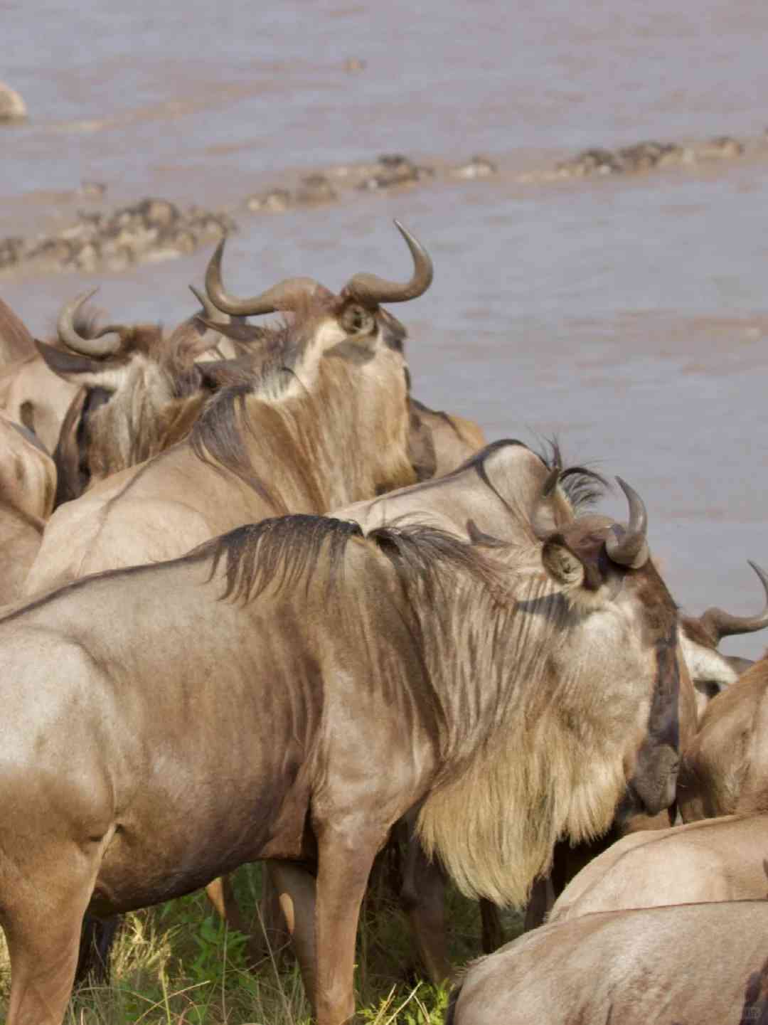 Tanzania 🇹🇿 7.10 “Crossing the Celestial River”: Explore Night Sky Wonders in Africa
