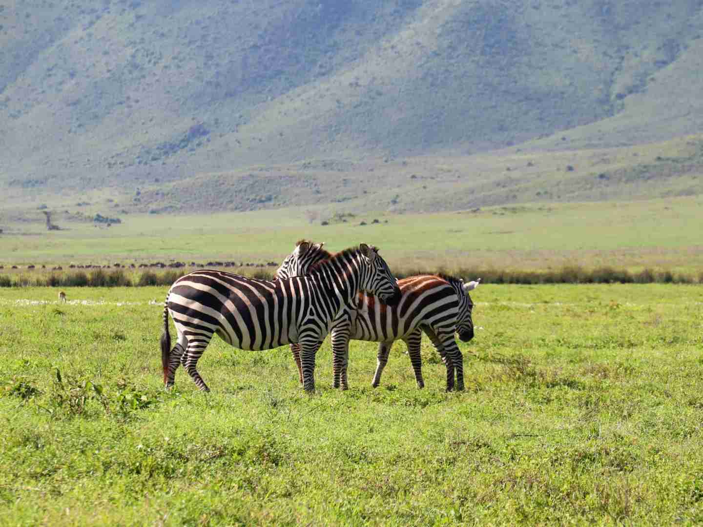 Tanzania's Ngorongoro Crater Safari Guide: Best Wildlife Viewing & Travel Tips