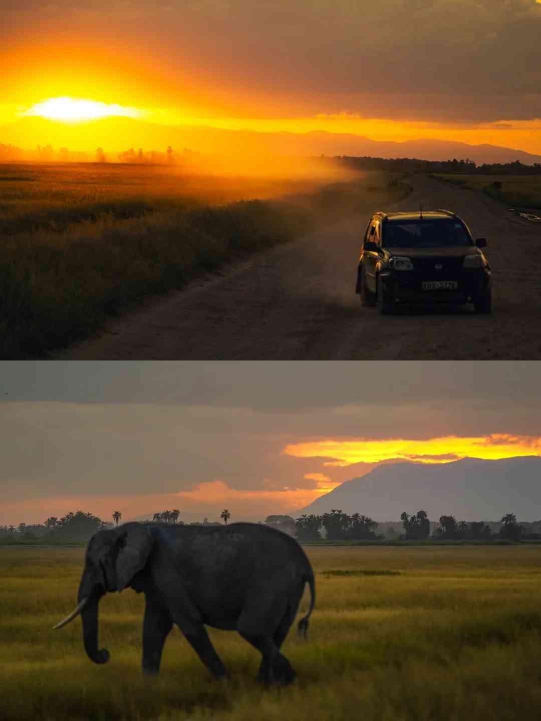 Tears of Joy: The Emotional Moment Elephant Herd Passed by in Amboseli