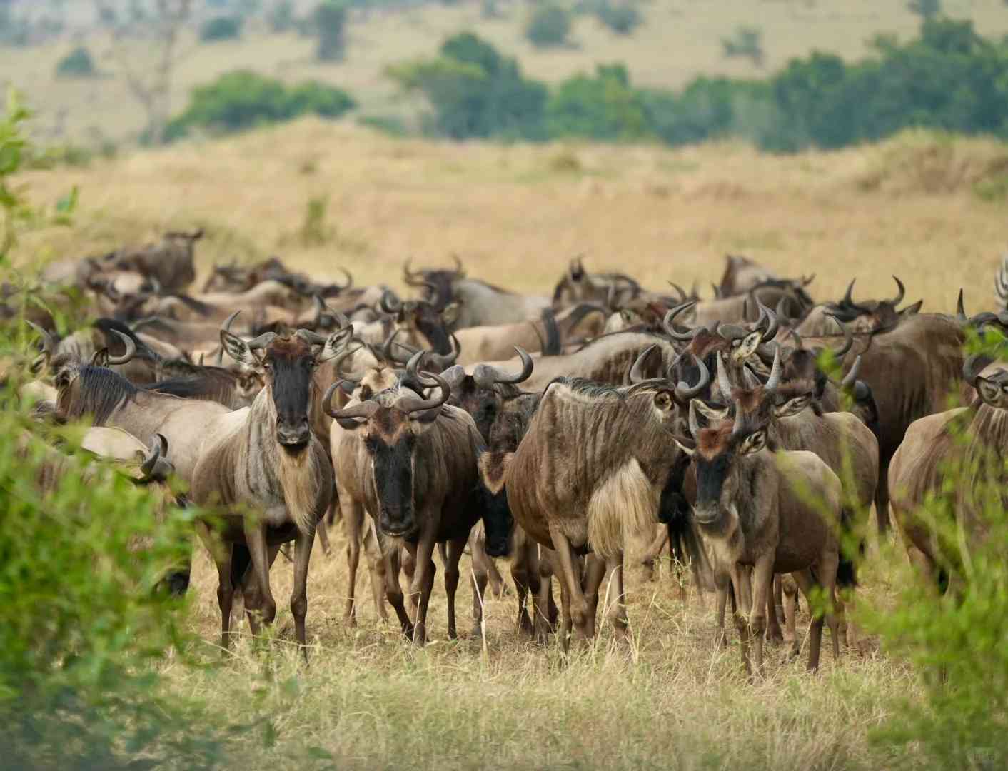 The Spectacular Wildebeest Migration: Witnessing the Heavenly River Crossing Experience
