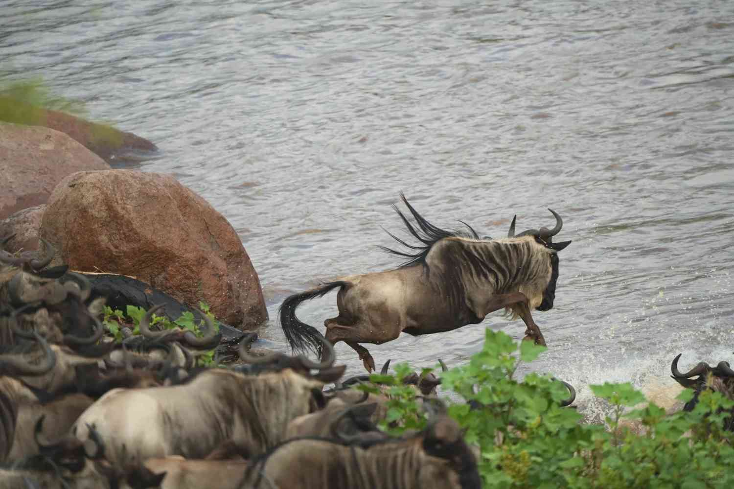 The Spectacular Wildebeest Migration: Witnessing the Heavenly River Crossing Experience