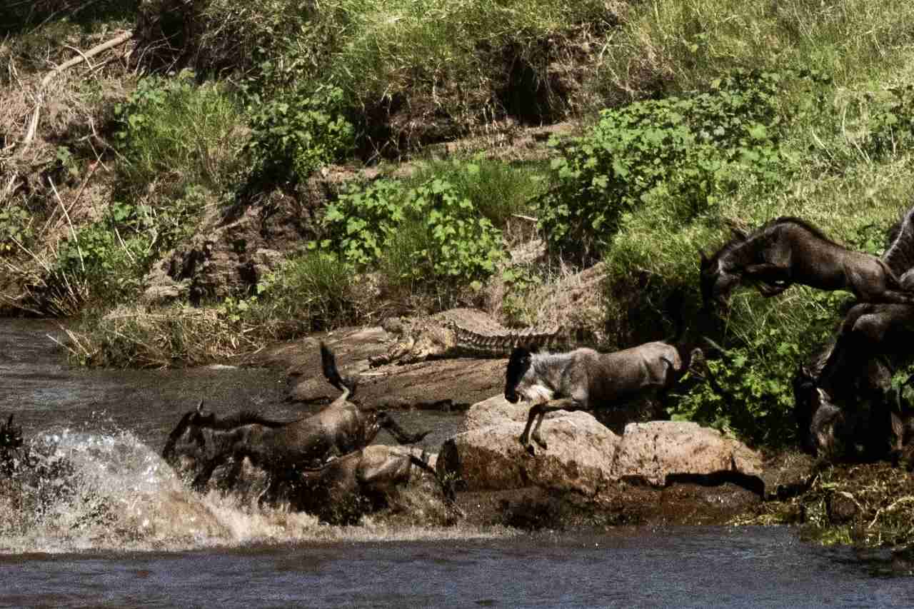 The Wandering Cub: Crossing the Celestial River - Observing Wildebeest, Reflecting on All Beings