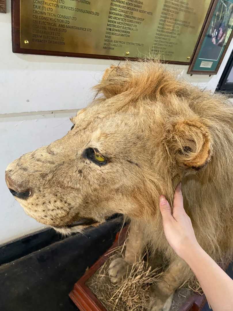 Top 10 Must-Visit Attractions in Arusha: Don't Miss These Hidden Gems!