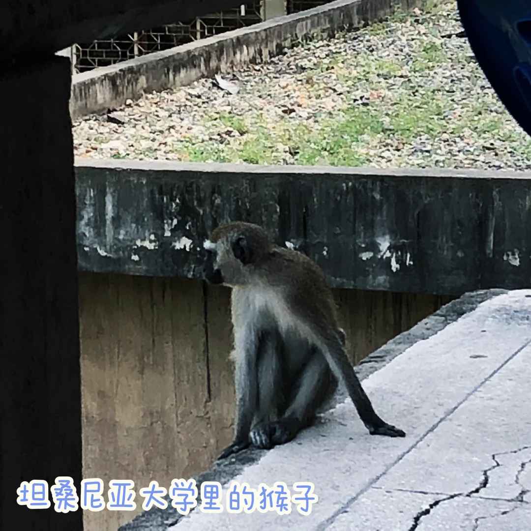 タンザニアの大学で安全のために使われるユニークな消毒法トップ5