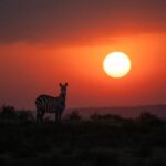Top East Africa Wildlife Safaris: Best Places to See Exotic Animals in 2025