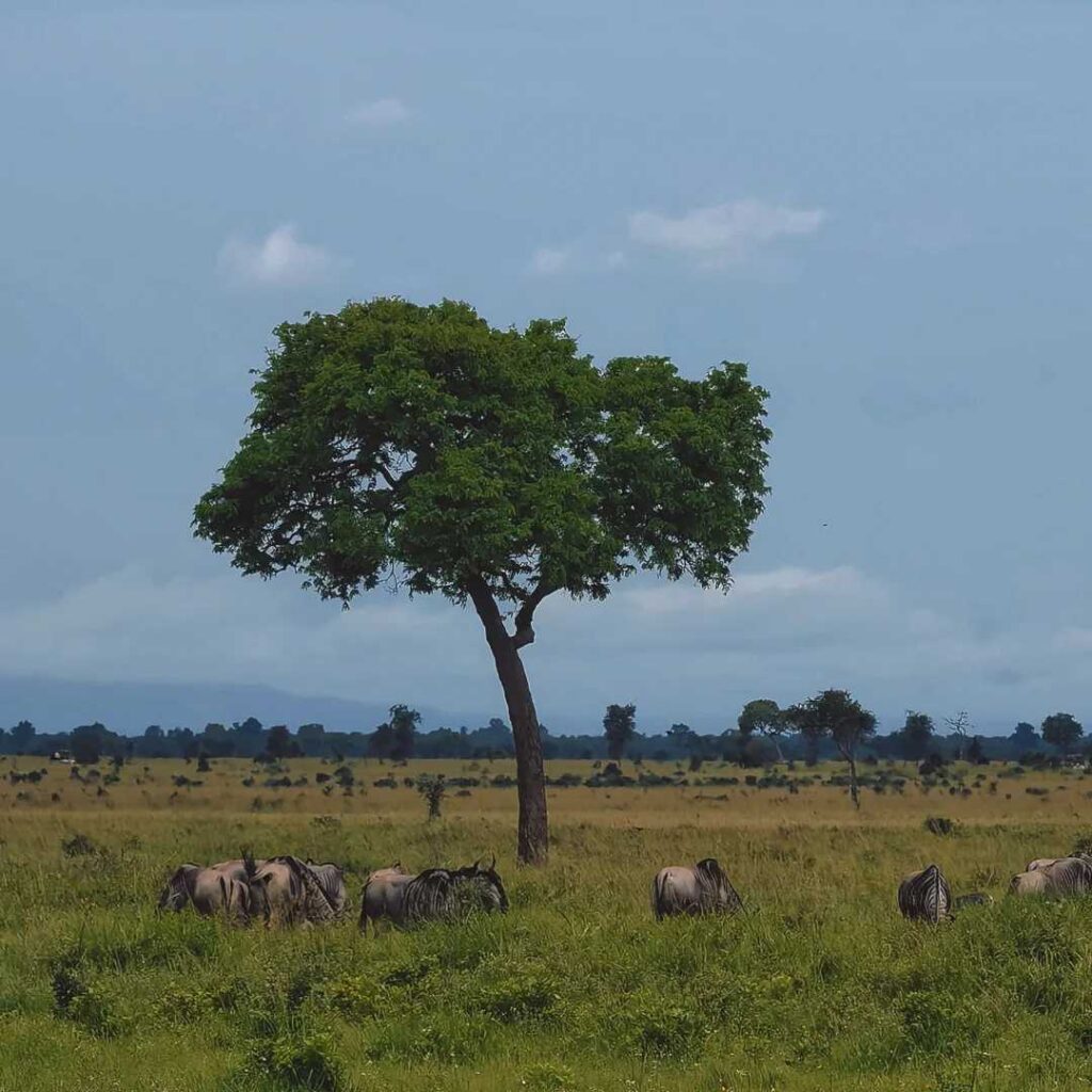 Ultimate Arusha Travel Guide: Best Places to Eat, Drink & Explore in Tanzania’s Safari Capital
